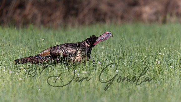 Wild Turkey
