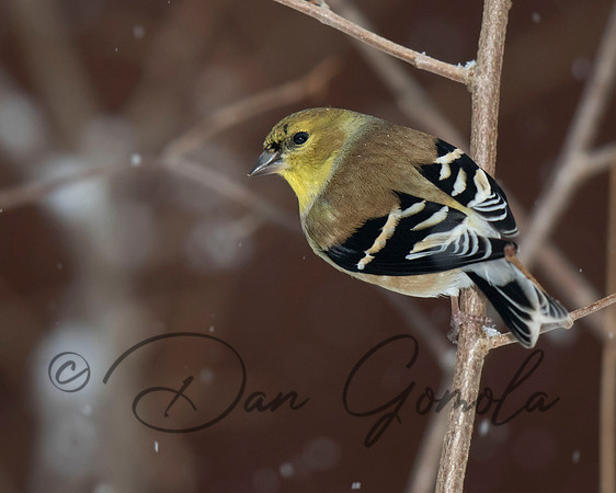 American Goldfinch