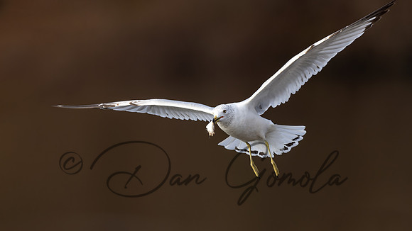 Ring-billed Gull