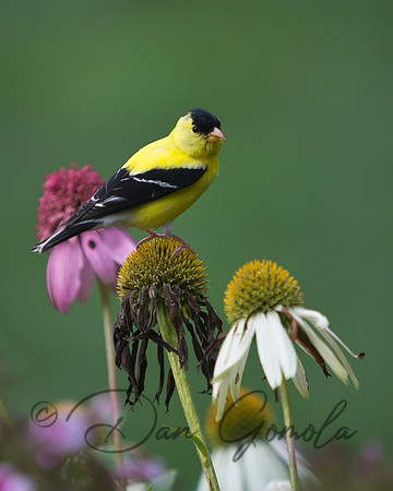 American Goldfinch