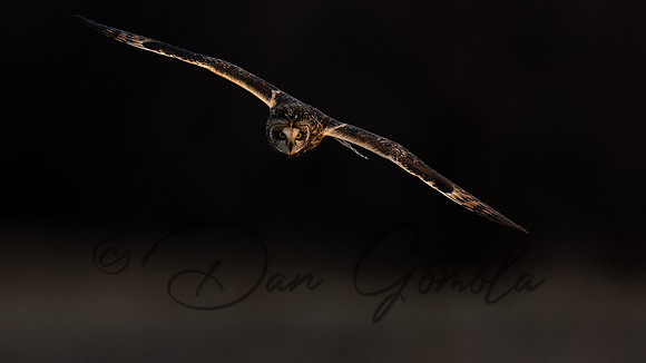 Short-eared Owl