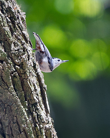 White-breasted Nuthatch