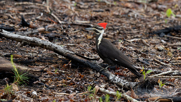Pileated Woodpecker