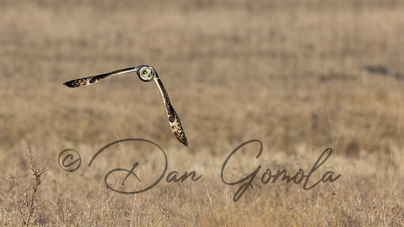 Short-eared Owl