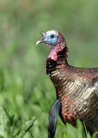 Wild Turkey