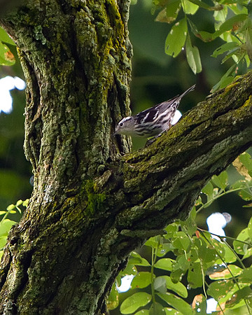 Black-and-white Warbler