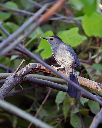 Gray Catbird