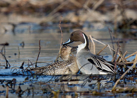Northern Pintail