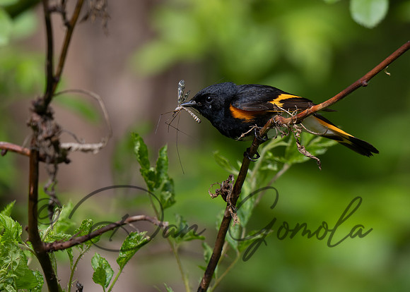 American Redstart