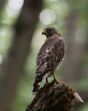 Broad-winged Hawk
