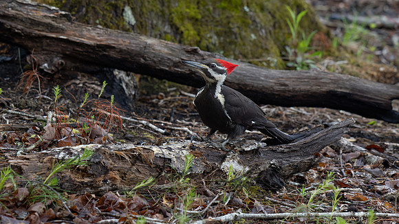Pileated Woodpecker