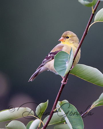 American Goldfinch (female)