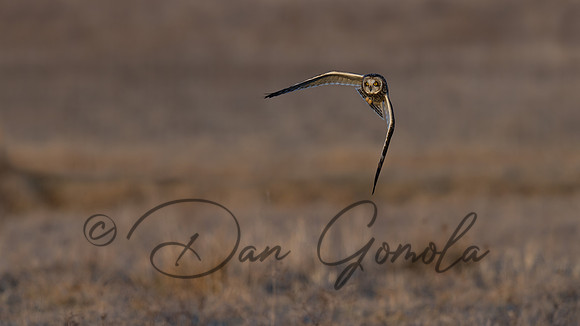 Short-eared Owl