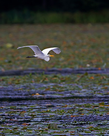 Great Egret