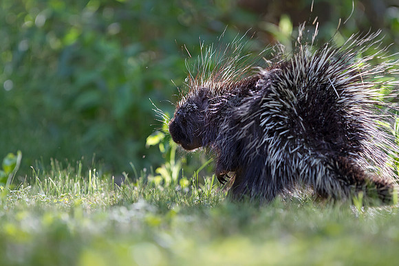 Porcupine
