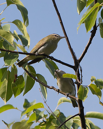 Red-Eyed Vireo