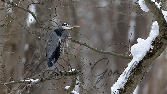 Great Blue Heron