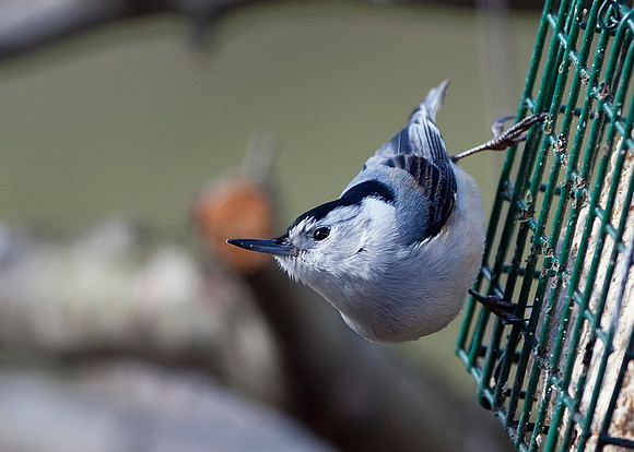 White-breasted Nuthatch