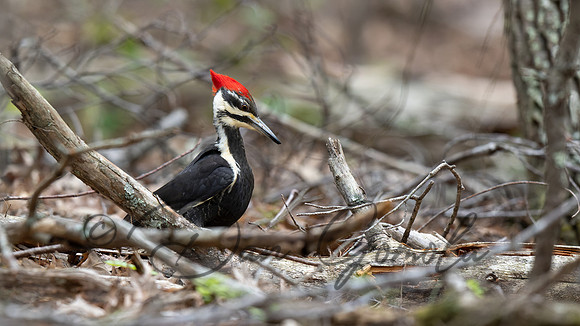 Pileated Woodpecker