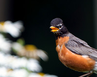 American Robin
