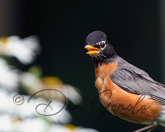 American Robin