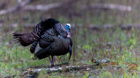 Wild Turkey