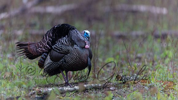 Wild Turkey