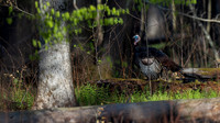 Wild Turkey