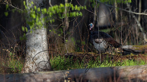 Wild Turkey