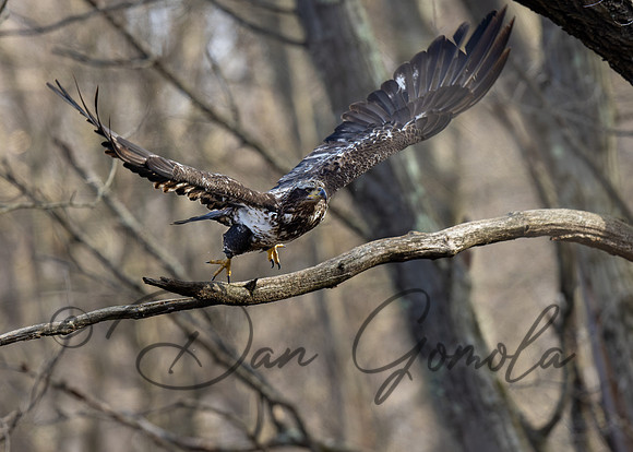 Bald Eagle
