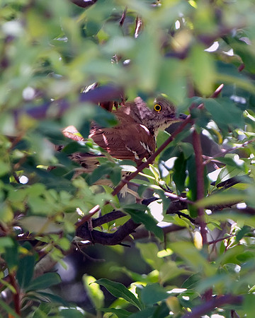 Brown Thrasher
