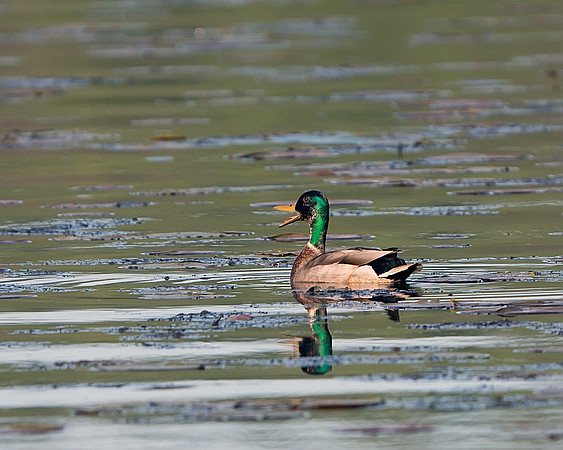 Mallard Duck