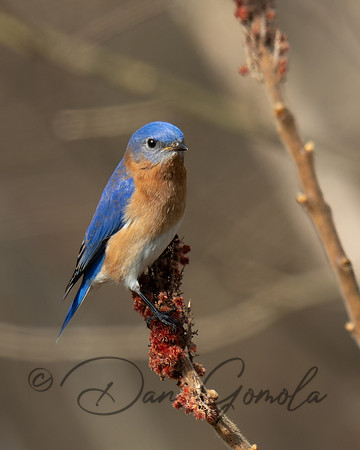 Eastern Bluebird