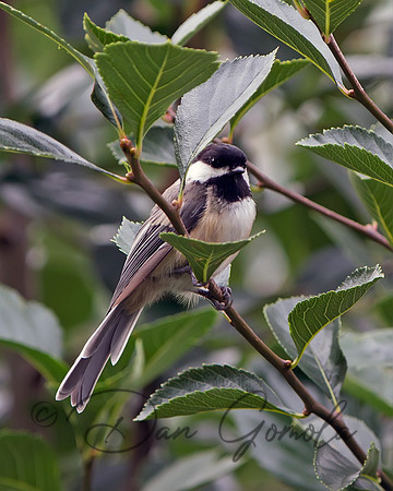 Black-capped Chickadee