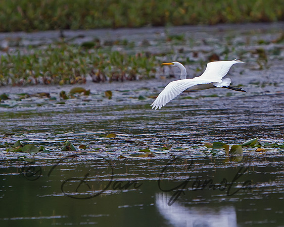 Great Egret