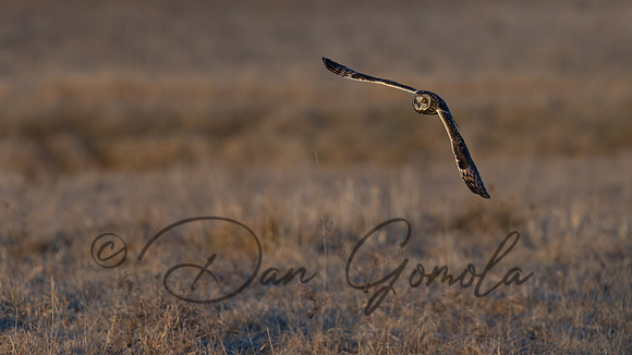 Short-eared Owl