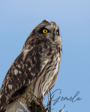 Short-eared Owl