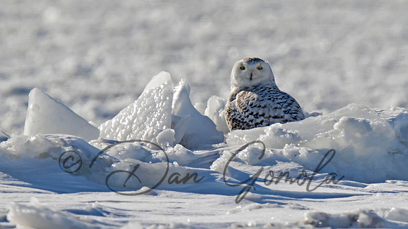 Snowy Owl