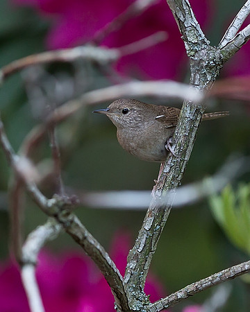 House Wren