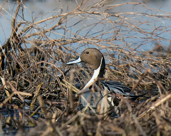 Northern Pintail