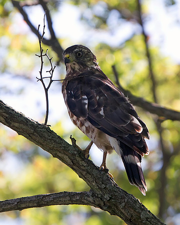 Broad-winged Hawk