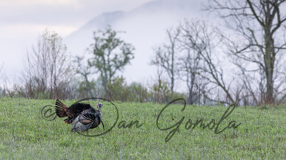 Wild Turkey