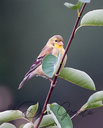American Goldfinch (female)