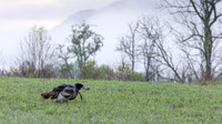 Wild Turkey