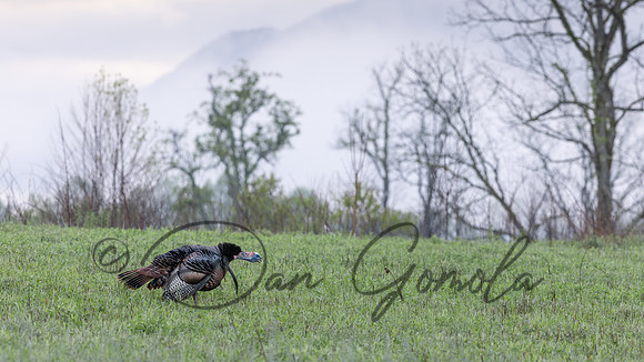 Wild Turkey
