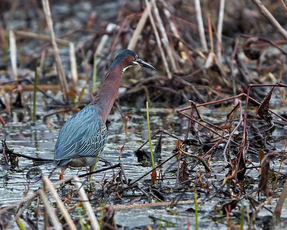 Green Heron