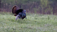 Wild Turkey