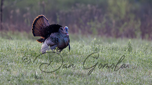 Wild Turkey