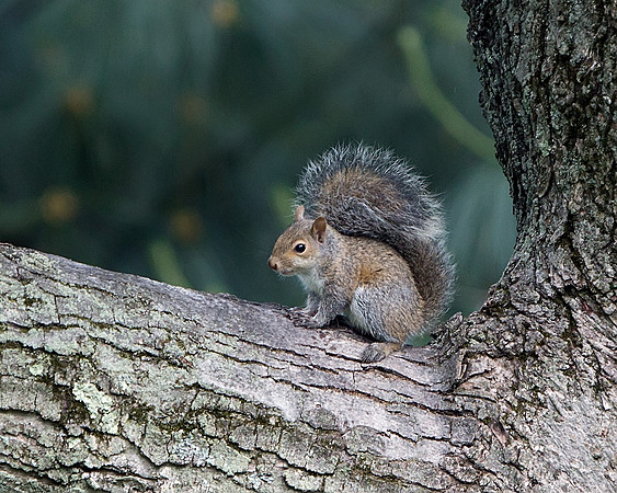 Eastern Gray Squirrel