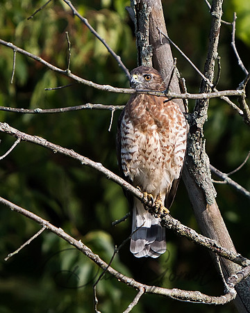 Broad-winged Hawk